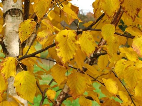 This paper white birch has a rapid growth rate with a slender pyramidal shape, white bark and yellow fall colour. Betula papyrifera 'Renci' Renaissance Reflection ...
