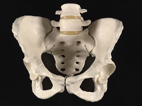 Pelvic Girdle Skeleton