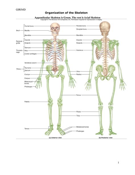 Bone Practical Review Girimd Organization Of The Skeleton