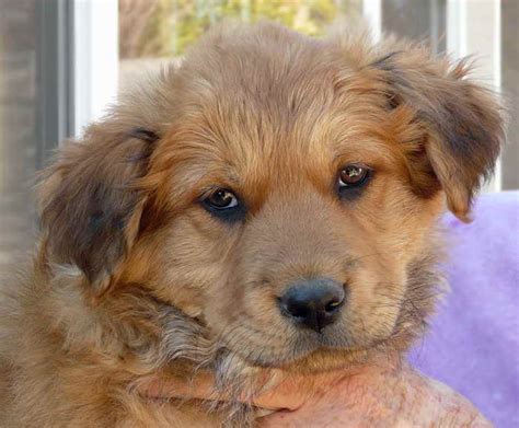 German Shepherd Golden Retriever Mix Puppies For Sale | PETSIDI