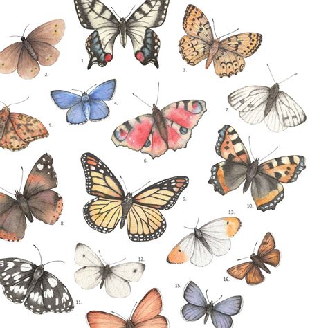 Butterflies Watercolour Print Unframed By Dani Williams Art