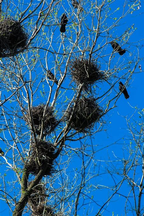 Crows And Crow`s Nests On Trees Stock Image Image Of Life Beak 94022723