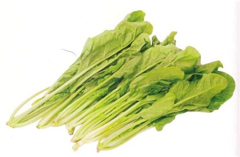 The site owner hides the web page description. 【荷蘭進口蔬菜種子】菱菠加茉菜，口感細脆營養佳，耐病耐蟲，最適合有機種植 - 露天拍賣