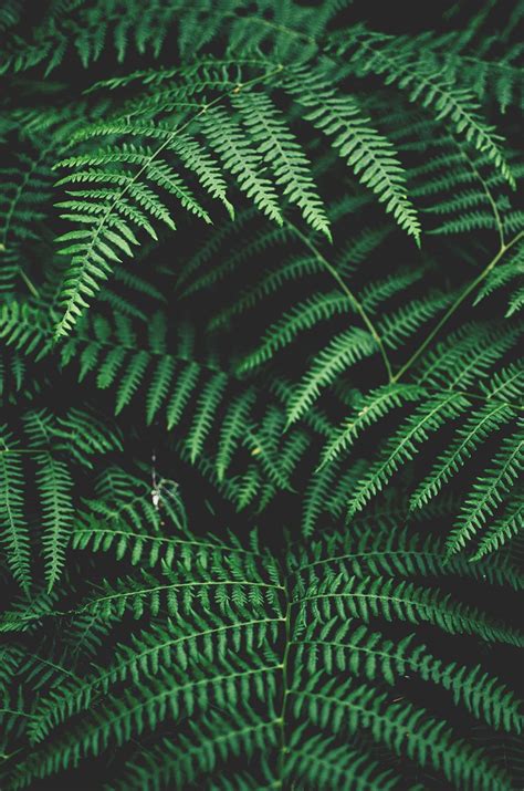 Umla Forestcore Aesthetic Green Aesthetic Tumblr Green Leaves Plant