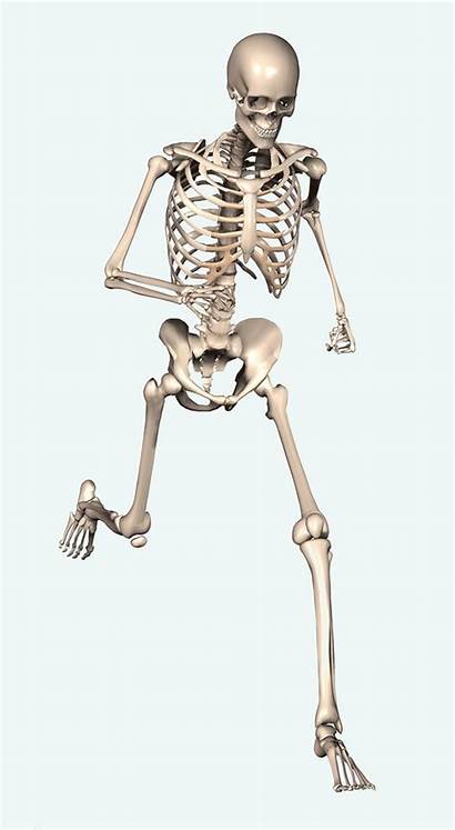 Skeleton Anatomia Anatomy Animated Halloween Induced