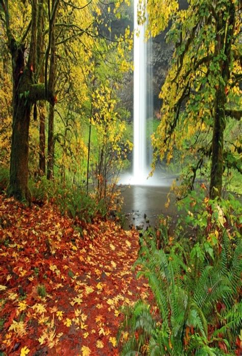 Laeacco Autumn Fallen Leaves Trees Waterfall Scenic Photography