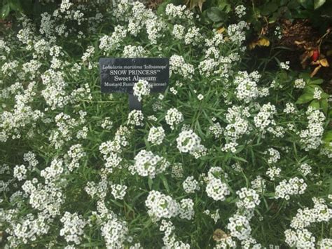 Sweet Alyssum How To Grow And Care For This Flowering Ground Cover