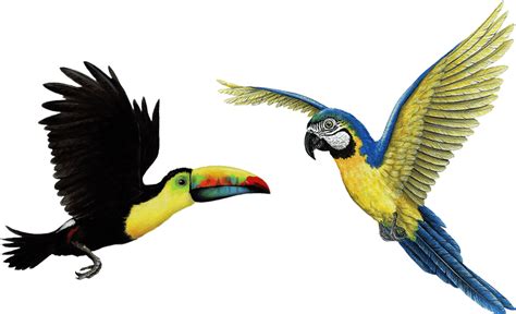 Tropical Birds Png Toucan Transparent Png 1024x1024 Png Download