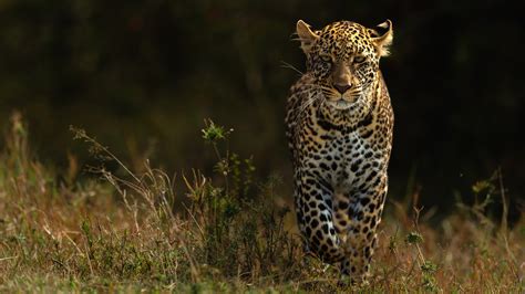 Leopards 4k Hd Animals 4k Wallpapers Images Backgrounds Photos And