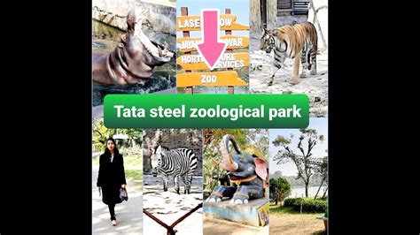 Jamshedpur Zoo Tata Steel Zoological Park Jamshedpur Full Tour