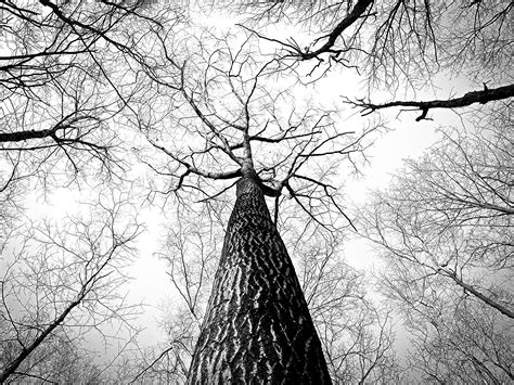 무료 이미지 자연 분기 겨울 검정색과 흰색 트렁크 나무 껍질 높은 단색화 작은 가지 나뭇 가지 숲 긴