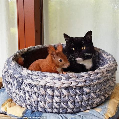 squirrel and cat are inseparable