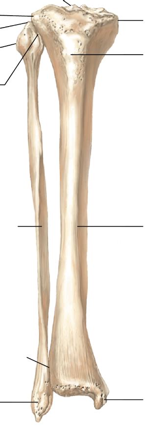 A And P Practical Tibia And Fibula Labeling Diagram Quizlet