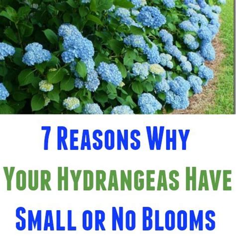 Why isn t my clematis blooming clematisqueen com. 7 Reasons Your Hydrangeas Aren't Blooming - Flowering ...