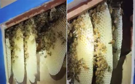 My Jaw Dropped Woman Discovers What Drew Hundreds Of Bees To Her Garage