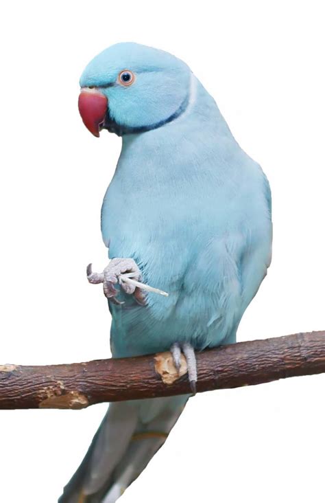 Blue Indian Ringneck Parrot The Animal Store