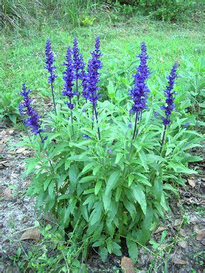 Maybe you would like to learn more about one of these? 17 Low Maintenance Perennials | Purple flowering plants ...