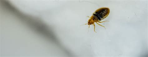 How Do You Get Bed Bugs The Causes Of Bed Bugs Jg Pest Control