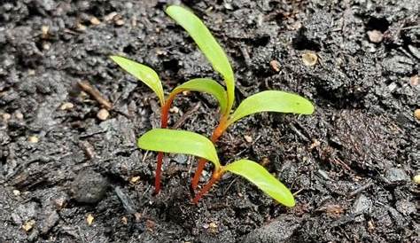 Vegetable Seedling Identification: Pictures and Descriptions | Easy vegetables to grow, Tomato