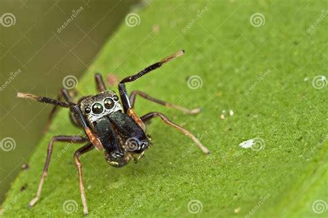 An Ant Mimic Jumping Spider Stock Photo Image Of Nature Wave 22591762