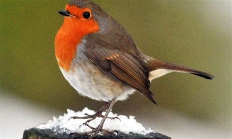 Including english, welsh and scottish surnames, british last names have made their way all over the world.while welsh and scottish names usually originate from their own celtic languages (cymric and scots gaelic), english last names tend to originate from occupations, places, or anglicizations of first names in other languages. 15 Intriguing Animals that Start with the Letter R | Robin ...