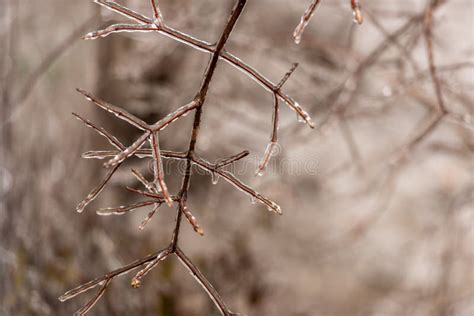 Frozen Plants Covered In A Thick Layer Of Ice After A Winter Ice Storm