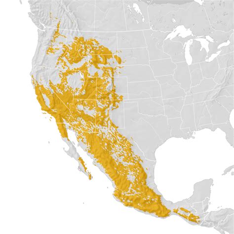 White Throated Swift Range Map Pre Breeding Migration Ebird Status