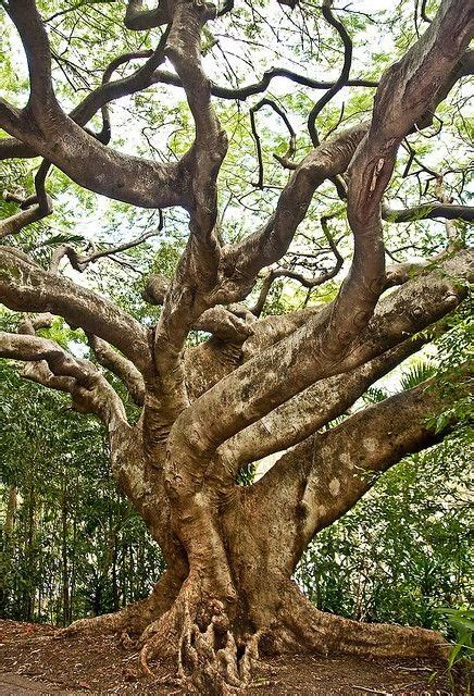 Ancient Tree In Brisbane Australia A1 Pictures