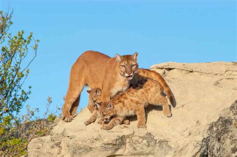 Do Mountain Lions Eat Wolves Support Wild