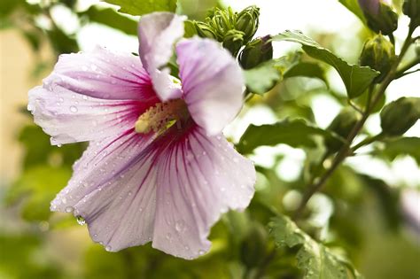Fleur Gouttes De Pluie Mauve Photo Gratuite Sur Pixabay Pixabay