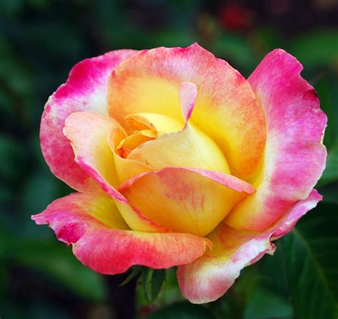 Mille Fiori Favoriti Roses Of Every Hue