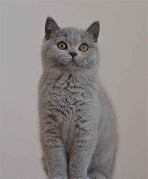 A Gray Cat Sitting On Top Of A Table Next To A White Wall And Looking