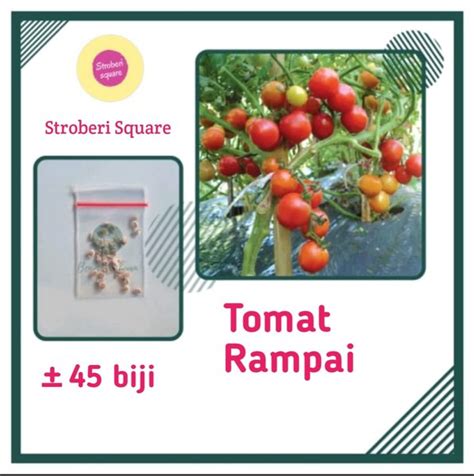 Jual Tomat Ceri Rampai Lebat Kecil Sebesar Kelereng Bibit Sayuran