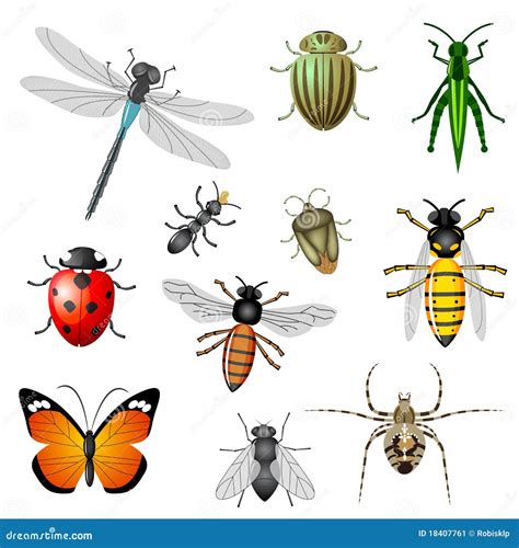 Insects And Bugs Stock Image Image 18407761