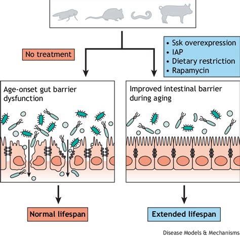 Targeting Intestinal Barrier Integrity To Promote Longevity