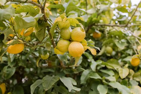 How To Grow And Care For Lemon Trees