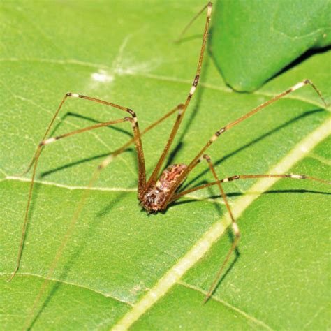 A large spider, but with a very small greyish body and long thin legs. Daddy Long-Legs Spider - African Snakebite Institute