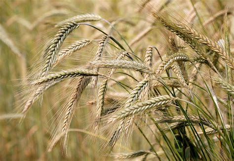 barley | Description, Nutrition, Uses, & Facts | Britannica