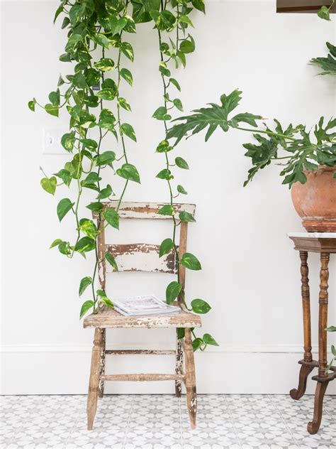 10 Plants That Thrive In Humid Spots Aka Your Bathroom Apartment