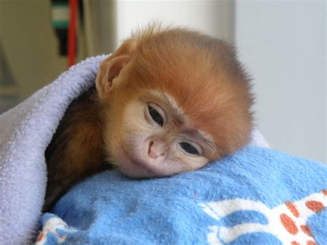 Baby Francois Langur Monkey Arrives At Sydney Zoo Animal Fact Guide
