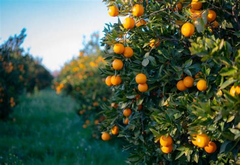 Citrus Orchard Stock Photos Pictures And Royalty Free Images Istock