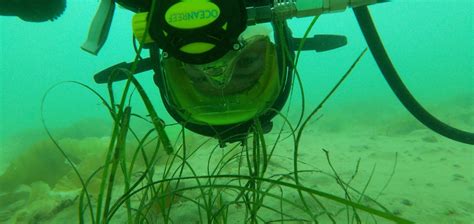 Rainforests Of The Sea New Guide To Help Restore Seagrass Involves