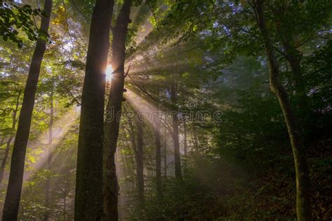 Sun Rays In Forest Stock Image Image Of Sunbeams Green 83999759