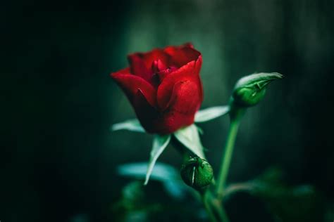 Hd Wallpaper Single Red Rose Red Rose Flower Romantic Love T
