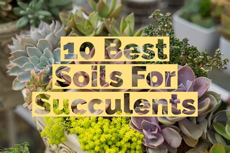 10 Best Soils For Succulents In One Blog