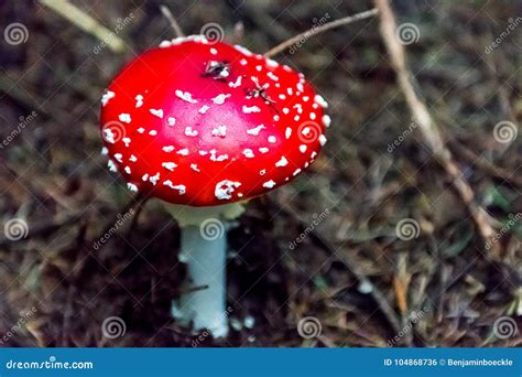 Mushrooms In Autumn Forrest Stock Photo Image Of Edulis Agaric
