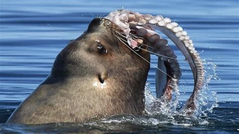 Some of the things found in the stomachs of captured octopuses are shocking: The biggest sea lion in the world, the steller, taking on ...