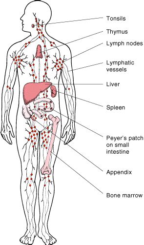 Anatomy Immune And Lymphatic System
