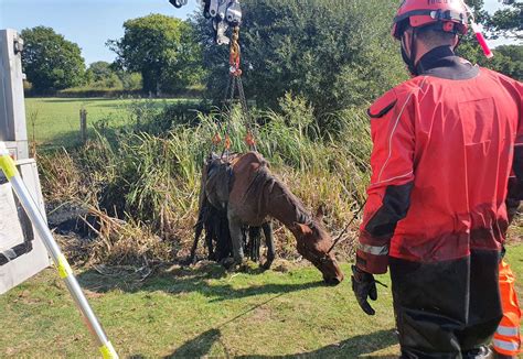 Horse Rescued From Ditch In High Halden Near Ashford
