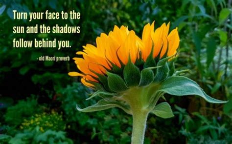 Sunflower Quotes 20 Best Sunflower Sayings With Images